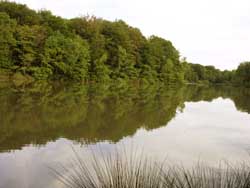 �tang Sire Claude Suarce