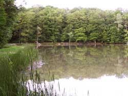 �tang Sire Claude Suarce